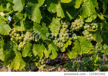 Close up of green grape clusters hanging under grapevine leaves in sunny vineyard. 135801992