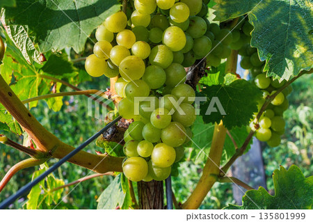Close up of green grape clusters hanging under grapevine leaves in sunny vineyard. Close up of green grape clusters hanging under grapevine leaves in sunny vineyard. 135801999