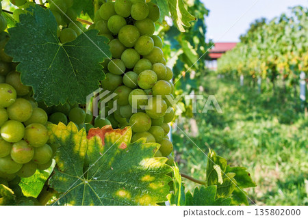 Close up of a ripe green grape cluster on a grapevine with leaves, with vineyard rows, house and blue sky softly blurred in the background. Selective focus Close up of a ripe green grape cluster on a grapevine with leaves, with vineyard rows, house and blue sky softly blurred in the background. Selective focus 135802000