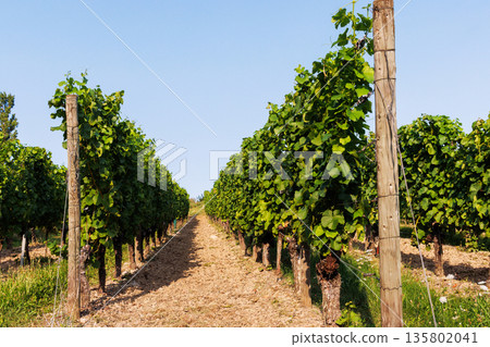 Vineyard row with lush green grapevines trained on wooden posts under a clear blue sky. Vineyard row with lush green grapevines trained on wooden posts under a clear blue sky. 135802041