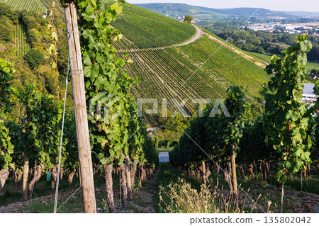 Hillside vineyard in Wurzburg, Germany, with grapevine rows leading toward a valley on a sunny summer day Hillside vineyard in Wurzburg, Germany, with grapevine rows leading toward a valley on a sunny summer day 135802042