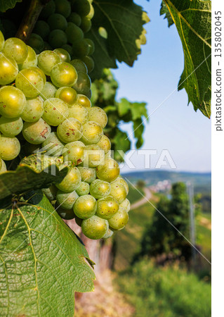 Close up of green grape cluster  hanging on a grapevine with lush leaf and a blurred vineyard hillside in the background.  Shallow depth of field 135802045