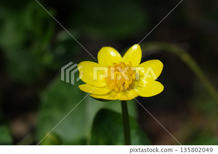 Yellow spring flowers Yellow spring flowers 135802049