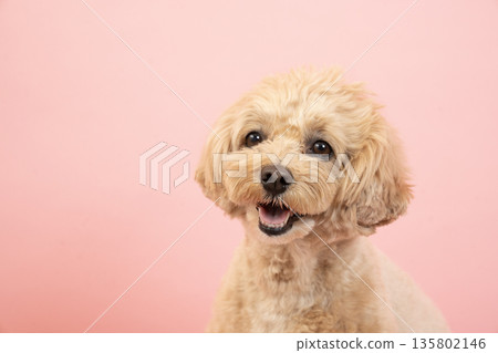Pink bag and Maltipoo Kuu-chan's bust Pink bag and Maltipoo Kuu-chan's bust 135802146