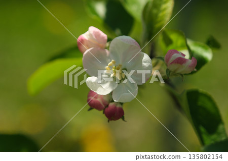 Apple flower Apple flower 135802154