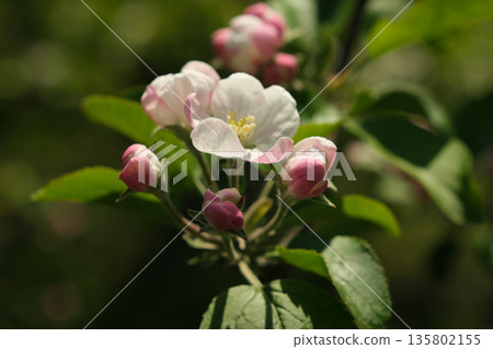 Apple flower 135802155