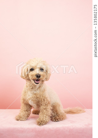Ku-chan the Maltipoo smiling with a pink bag 135802175