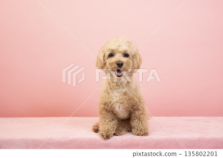 Ku-chan the Maltipoo smiling with a pink bag Ku-chan the Maltipoo smiling with a pink bag 135802201