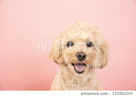 Pink bag and Maltipoo Kuu-chan's bust 135802203