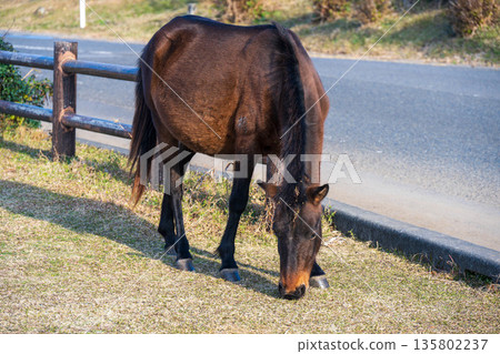 Grazing Misaki horses 135802237