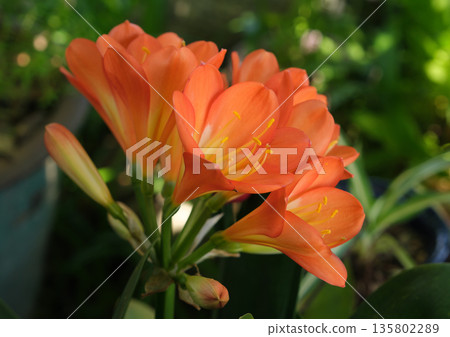 Kimiko Ryu blooms Kimiko Ryu blooms 135802289