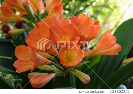Kimiko Ryu blooms Kimiko Ryu blooms 135802291
