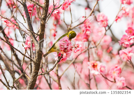 白眼尋找梅花的花蜜 135802354