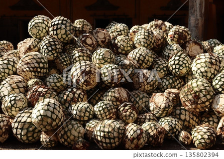 Agave in the village of Tequila, Mexico 135802394