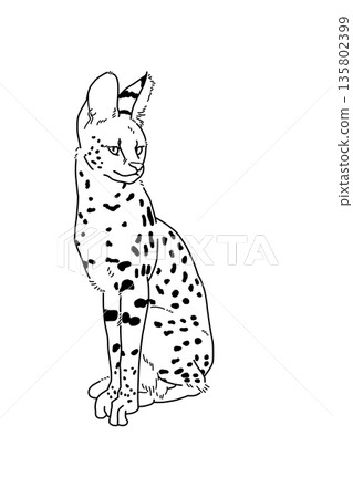 一隻藪貓的單色插圖 一隻藪貓的單色插圖 135802399