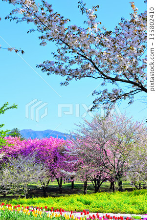 Akagi's South Thousand Cherry Blossoms, Rape Blossoms, and Colorful Tulips 135802410