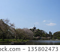 A five-story pagoda and a pond in a spring park. A Japanese landscape colored by cherry blossoms. 135802473