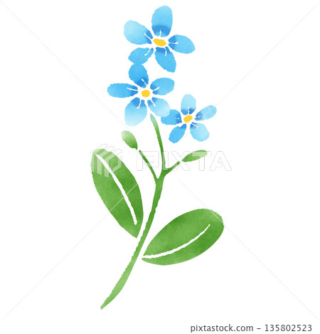 Watercolor illustration of forget-me-not, a single blue flower Watercolor illustration of forget-me-not, a single blue flower 135802523