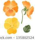Watercolor pansy illustration set with leaves and orange and yellow flowers 135802524