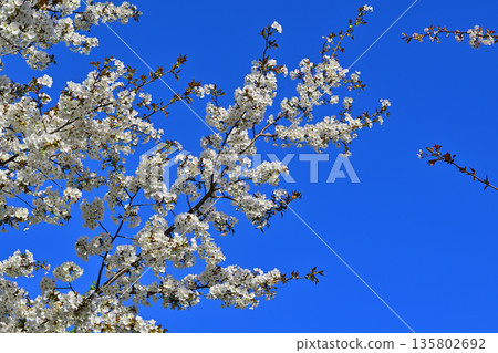 Cherry blossoms on the south side of Akagi in full bloom under a blue sky 135802692