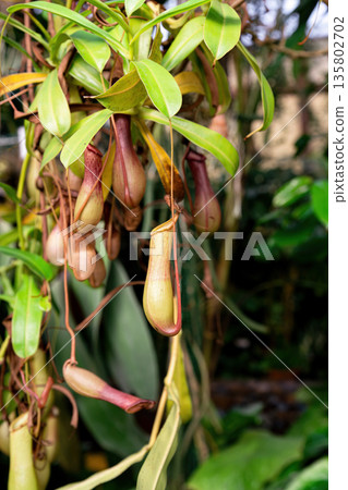 Close up of Nepenthes carnivorous plant with hanging pitcher traps and green leaves. Exotic tropical foliage showing natural insect catching structure. 135802702