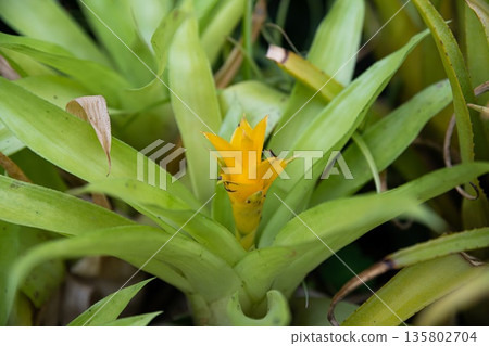Yellow bromeliad flower emerging from green rosette leaves. Tropical ornamental plant with vivid inflorescence, natural botanical background. Yellow bromeliad flower emerging from green rosette leaves. Tropical ornamental plant with vivid inflorescence, natural botanical background. 135802704