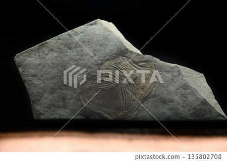 Vladivostok, Russia 4 January 2026 - Fossil of Yorgia waggoneri displayed in Primorsky Oceanarium. Ancient Precambrian organism preserved in stone. Vladivostok, Russia 4 January 2026 - Fossil of Yorgia waggoneri displayed in Primorsky Oceanarium. Ancient Precambrian organism preserved in stone. 135802708