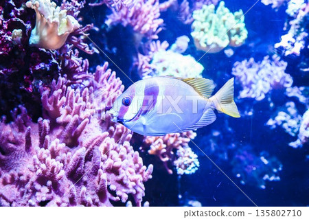 Double barred rabbitfish swimming in tropical aquarium. Siganus virgatus reef species with pale body blue patterns and yellow fins underwater. Double barred rabbitfish swimming in tropical aquarium. Siganus virgatus reef species with pale body blue patterns and yellow fins underwater. 135802710