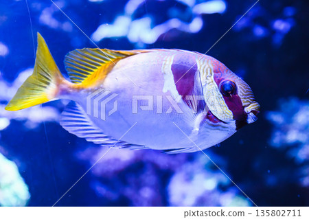 Exotic double barred rabbitfish swimming underwater in aquarium reef. Siganus virgatus species with elegant shape and vivid colors. Exotic double barred rabbitfish swimming underwater in aquarium reef. Siganus virgatus species with elegant shape and vivid colors. 135802711