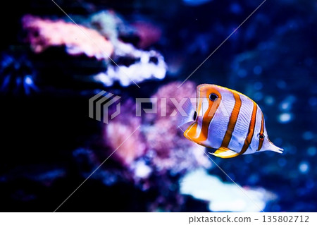 Copperband butterflyfish swimming in marine aquarium with dark blue background. Chaetodon rostratus reef fish with long snout and clear copy space. Copperband butterflyfish swimming in marine aquarium with dark blue background. Chaetodon rostratus reef fish with long snout and clear copy space. 135802712