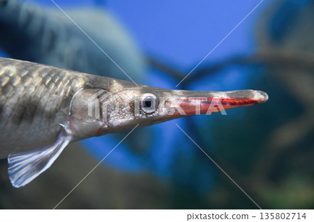 Shortnose gar head and snout close up in aquarium. Lepisosteus platostomus freshwater fish with sharp nose and armored texture. Shortnose gar head and snout close up in aquarium. Lepisosteus platostomus freshwater fish with sharp nose and armored texture. 135802714