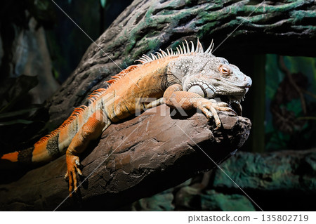 Green iguana resting on rock in terrarium. Iguana iguana tropical reptile with spiny crest textured skin and dark natural background. 135802719