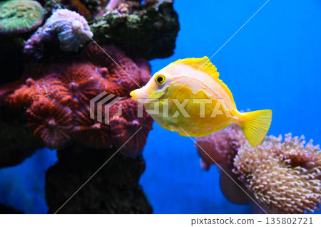 Bright yellow tang fish swimming near coral reef in clear blue water. Tropical marine life with vibrant color sunlight and summer ocean mood. Bright yellow tang fish swimming near coral reef in clear blue water. Tropical marine life with vibrant color sunlight and summer ocean mood. 135802721