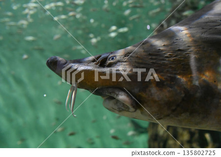 Kaluga sturgeon Huso dauricus underwater close up showing massive head and barbels in green water. Rare freshwater fish from the Amur basin. 135802725