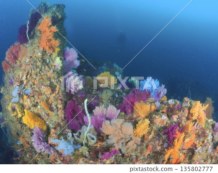 Colorful soft coral colonies, underwater scenery in Izu and Ito 135802777