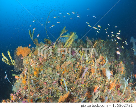 Colorful soft coral colonies, underwater scenery in Izu and Ito 135802781