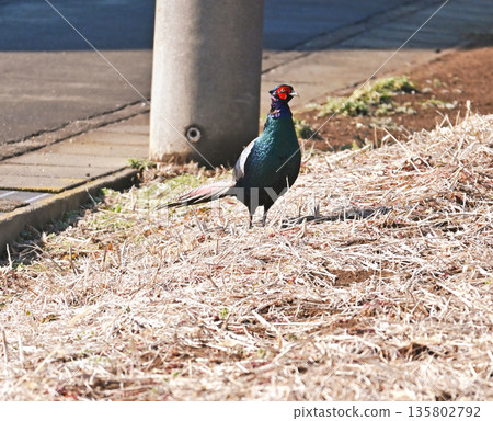 A pheasant standing in the dead grass A pheasant standing in the dead grass 135802792