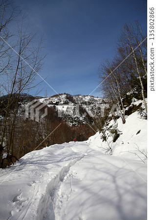 Under The Snow In A Winter Day Under The Snow In A Winter Day 135802866