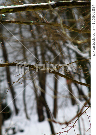 Under The Snow In A Winter Day 135802884