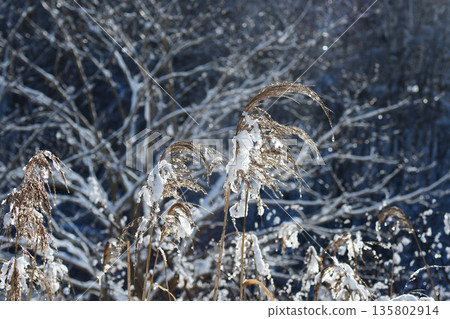 Snow on the reeds 135802914