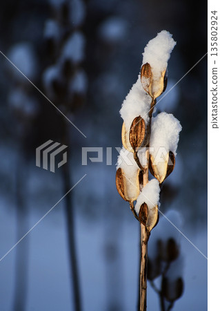 積雪覆蓋在巨大的百合花上 積雪覆蓋在巨大的百合花上 135802924