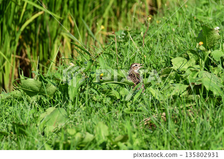 Skylark singing in the bushes Skylark singing in the bushes 135802931