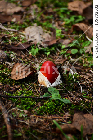 Red egg mushroom in the summer forest Red egg mushroom in the summer forest 135802932