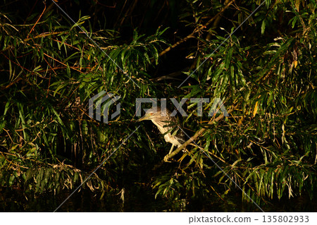 傍晚，一隻夜鷺凝望著河面。 135802933