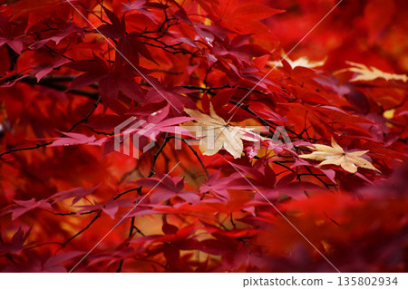 Yellow leaves among bright red maple leaves Yellow leaves among bright red maple leaves 135802934
