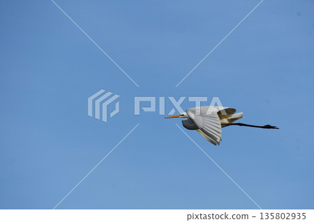 A low-flying great egret in autumn A low-flying great egret in autumn 135802935