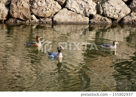 Wigeon in the moat Wigeon in the moat 135802937