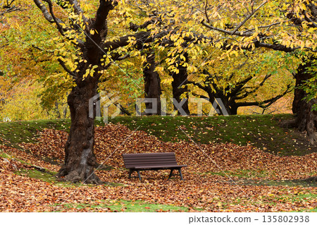 Park and bench in late autumn Park and bench in late autumn 135802938