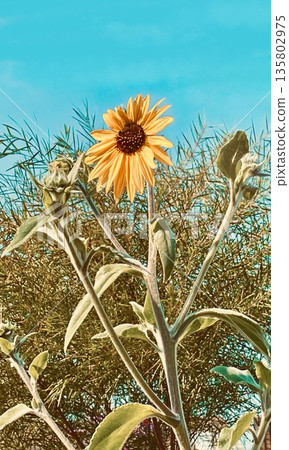 Sunflowers blooming towards the blue sky 135802975