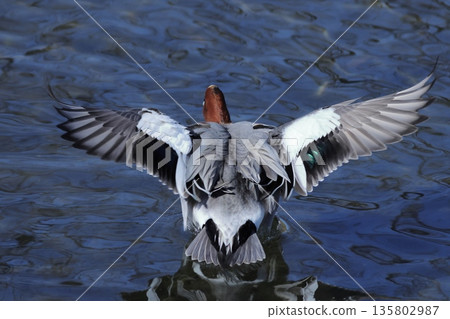 Wigeon flying 135802987
